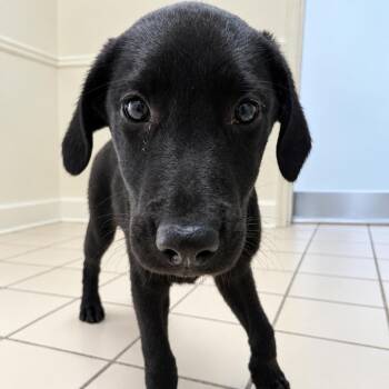 TUSC-Stray-86032_2 -  Black Labrador Retriever and Mixed Breed Dog for Adoption in Tuscaloosa, Alabama - TUSC-Stray-86032_2 | PetCurious