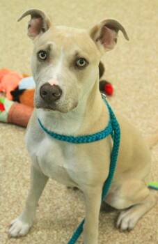 Leonard -  Husky and Weimaraner Dog for Adoption - Leonard | PetCurious