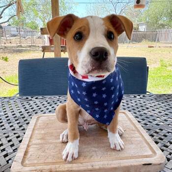 Terrier and Mixed Breed Dogs Available for Adoption - Freddie Mercury | PetCurious