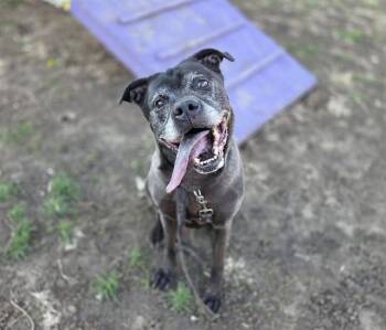 Boxer and Mixed Breed Dogs Available for Adoption in Omaha, Nebraska - MAXX | PetCurious