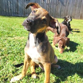 Rescue Black Mouth Cur and Hound Dogs for Adoption in New Orleans, Louisiana - Larry | PetCurious