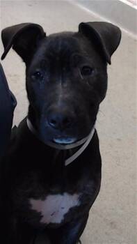 CHER -  Pit Bull Terrier and Mixed Breed Dog for Adoption in San Francisco, California - CHER | PetCurious