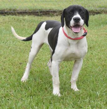 Rescue Mixed Breed Dogs for Adoption in Kingsland, Georgia - Magnolia | PetCurious