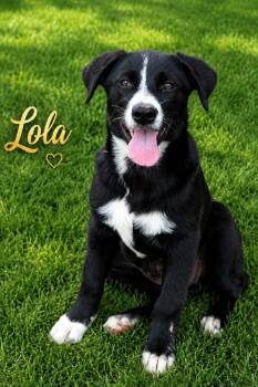 Lola -  Black Labrador Retriever Dog for Adoption - Lola | PetCurious