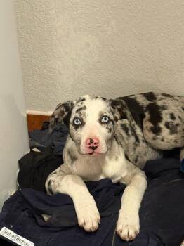 Catahoula Leopard Dog Dogs Available for Adoption in Carson City, Nevada - Comstock | PetCurious