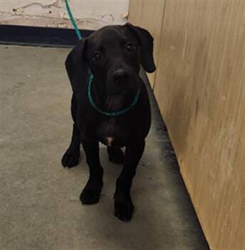 Great Dane and Labrador Retriever Dogs Available for Adoption in Camarillo, California - A880359 | PetCurious