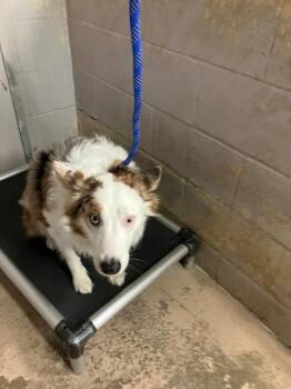 Casper -  Cattle Dog Dog for Adoption in Troy, Ohio - Casper | PetCurious