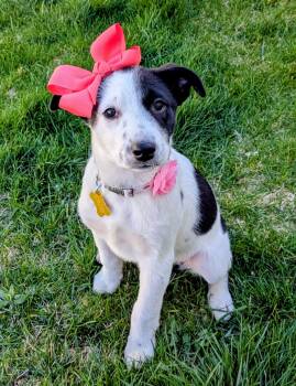 Collie and Cattle Dog Dogs Available for Adoption in Salt Lake City, Utah - Adalee | PetCurious
