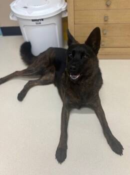 Rescue Shepherd Dogs for Adoption in San Luis Obispo, California - Whisper | PetCurious