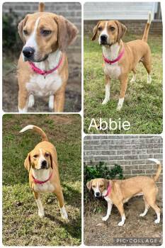 Rescue Beagle Dogs for Adoption in Enterprise, Alabama - Abbie | PetCurious