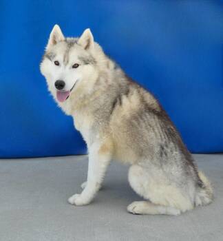 Siberian Husky Dogs Available for Adoption in Pasadena, California - GAVIN | PetCurious