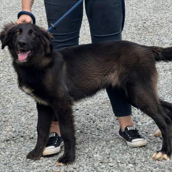 Gary -  Shepherd and Labrador Retriever Dog for Adoption in Meherrin, Virginia - Gary | PetCurious