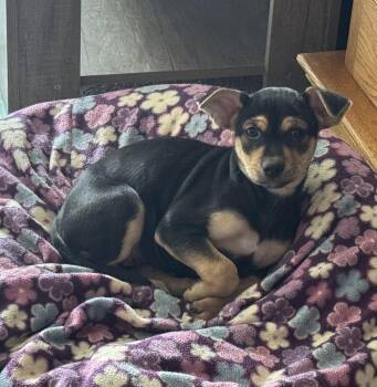 Terrier Dogs Available for Adoption in Brooklyn Center, Minnesota - Barb | PetCurious