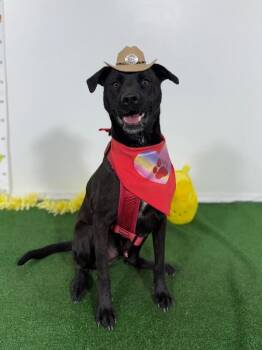 Labrador Retriever and Spitz Dogs Available for Adoption in Carlsbad, California - Berlin-One Of Our Amazing Rescue Dogs | PetCurious