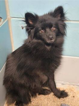 Puma HW+ -  Pomeranian Dog for Adoption in Sedalia, Colorado - Puma HW+ | PetCurious