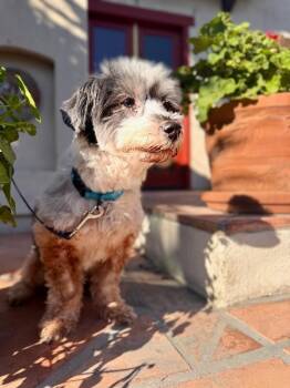 Shih Tzu Dogs Available for Adoption - Earl | PetCurious