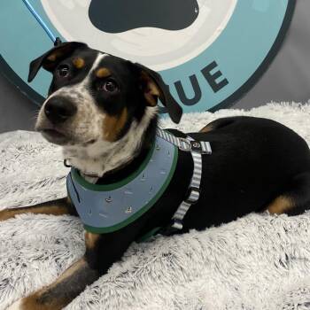 St Paul D11961 -  Cattle Dog and Beagle Dog for Adoption - St Paul D11961 | PetCurious