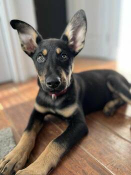 Rescue German Shepherd Dog and Husky Dogs for Adoption in Toronto, Ontario - Harvest *Not Yet Ready For Adoption | PetCurious