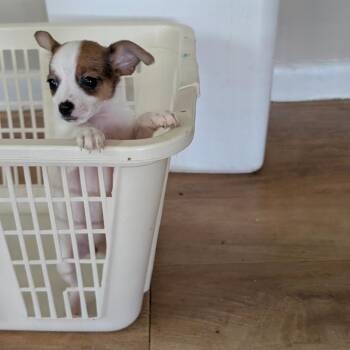 Mixed Breed Dogs Available for Adoption in Leander, Texas - Ravioli | PetCurious