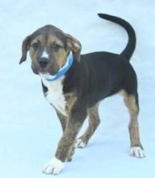 Hound and Mixed Breed Dogs Available for Adoption in Kansas City, Missouri - Iron | PetCurious
