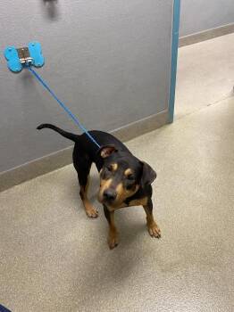 Doberman Pinscher and Mixed Breed Dogs Available for Adoption in Las Vegas, Nevada - SAMMY | PetCurious