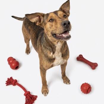 Otis -  Pit Bull Terrier Dog for Adoption in Seguin, Texas - Otis | PetCurious