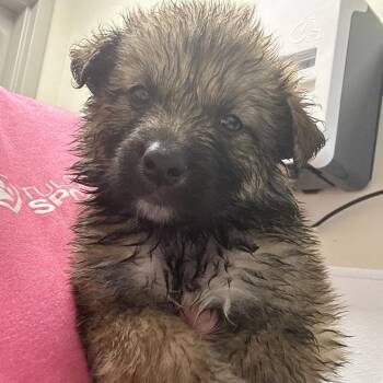 Mixed Breed Dogs Available for Adoption in Tulsa, Oklahoma - Droolius Caesar | PetCurious