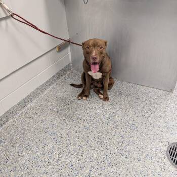 Bullwinkle -  Mixed Breed Dog for Adoption in Greenville, South Carolina - Bullwinkle | PetCurious