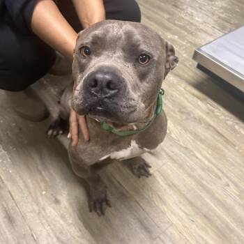 Mixed Breed Dogs Available for Adoption in Summerville, South Carolina - Handsome | PetCurious