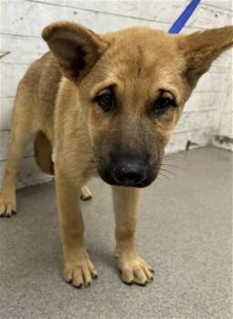 EMBER -  German Shepherd Dog Dog for Adoption in San Bernardino, California - EMBER | PetCurious