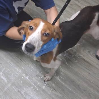Loretta -  Hound Dog for Adoption in Summerville, South Carolina - Loretta | PetCurious