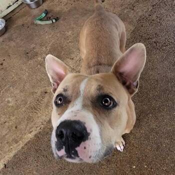 Mixed Breed Dogs Available for Adoption in Lake Jackson, Texas - Roxy | PetCurious