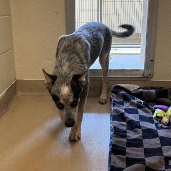 Hubert -  Mixed Breed Dog for Adoption in Asheville, North Carolina - Hubert | PetCurious