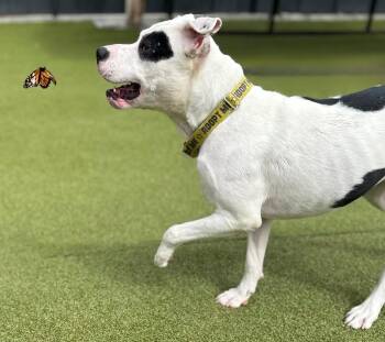 Rescue Pit Bull Terrier Dogs for Adoption in New York, New York - Odie (has A Secret Talent) | PetCurious