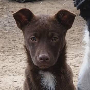 Border Collie and Rat Terrier Dogs Available for Adoption in South Saint Paul, Minnesota - Carmelo | PetCurious