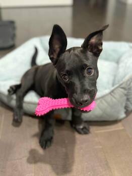 Rescue Black Labrador Retriever Dogs for Adoption in New York, New York - ARELI "In NJ To Adopt And Adore!" | PetCurious
