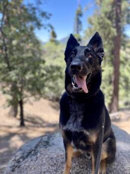 Rescue German Shepherd Dog Dogs for Adoption - Bohdi (Courtesy Post) | PetCurious