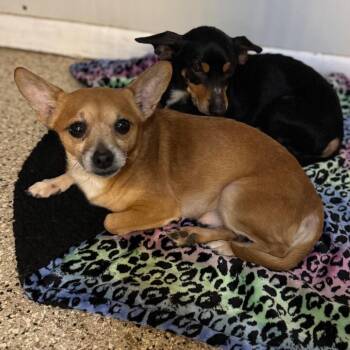 Chihuahua and Mixed Breed Dogs Available for Adoption - Crawfish | PetCurious