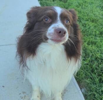 Scout -  Australian Shepherd Dog for Adoption in Elizabeth, Illinois - Scout | PetCurious