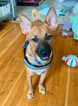 Rosie -  Retriever Dog for Adoption in Valley Stream, New York - Rosie | PetCurious