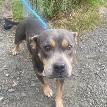 Hexie -  American Bulldog and Mixed Breed Dog for Adoption in Binghamton, New York - Hexie | PetCurious