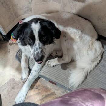 Rowdy  (Simon) -  Mixed Breed Dog for Adoption in Boaz, Alabama - Rowdy  (Simon) | PetCurious