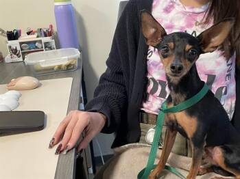 Rescue Chihuahua Dogs for Adoption in Pasadena, California - A525217 | PetCurious