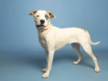 PRINCESS CHEESE -  Pit Bull Terrier Dog for Adoption in Phoenix, Arizona - PRINCESS CHEESE | PetCurious