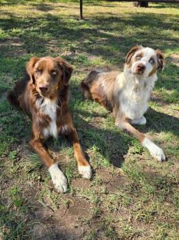 Rio and Oso -  Australian Shepherd Dog for Adoption in Dallas, Texas - Rio And Oso | PetCurious