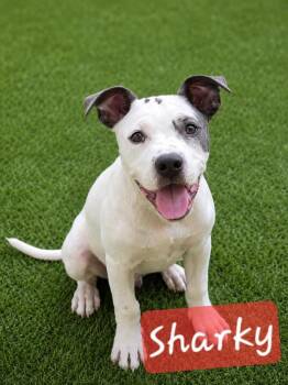 Sharky -  American Bully Dog for Adoption in Cochran, Georgia - Sharky | PetCurious