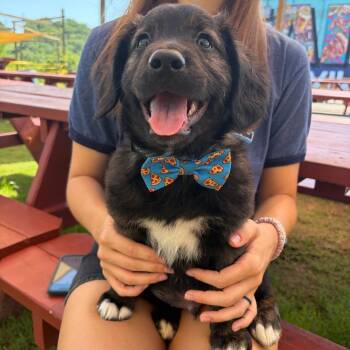 Caesar -  Spaniel and Shepherd Dog for Adoption in Nashville, Tennessee - Caesar | PetCurious