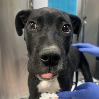 Mixed Breed Dogs Available for Adoption in Philadelphia, Pennsylvania - Mambo | PetCurious