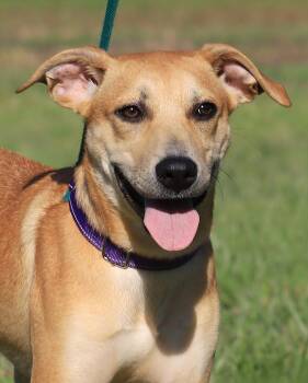Ambrosius -  Labrador Retriever and Black Mouth Cur Dog for Adoption in North Fort Myers, Florida - Ambrosius | PetCurious