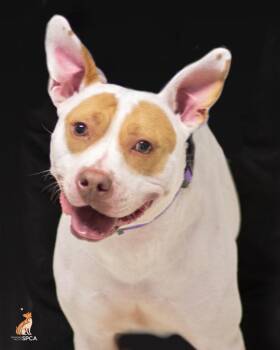 Iris -  Pit Bull Terrier Dog for Adoption in Roanoke, Virginia - Iris | PetCurious